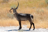 Waterbuck with upside down horn, Ongava Wilderness Reserve, Namibia - 17 Jan 2011
