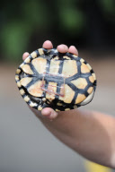 Long Necked Turtle Swallows Fishing Hook, Melbourne, Australia - 16 Mar 2011