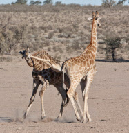 Giraffes fighting over mating rights, Kgalagadi Transfrontier Park, South Africa - 24 Jan 2011