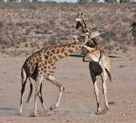Giraffes fighting over mating rights, Kgalagadi Transfrontier Park, South Africa - 24 Jan 2011