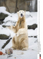 BERLIN: Knut celebrates his 4th birthday