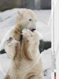 BERLIN: Knut celebrates his 4th birthday