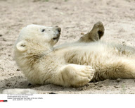 BERLIN: Polar bear Knut