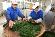 CHINA-SHANDONG-TEA YIELD (CN)