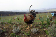 Chicken Hotel, where owners leave their chickens when they go on holiday, Helston, Cornwall, Britain - 16 Mar 2011