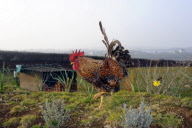 Chicken Hotel, where owners leave their chickens when they go on holiday, Helston, Cornwall, Britain - 16 Mar 2011