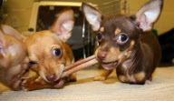 Chihuahua puppies born without front legs, Methuen, Massachusetts, America - 15 Mar 2011