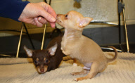 Chihuahua puppies born without front legs, Methuen, Massachusetts, America - 15 Mar 2011