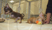 Chihuahua puppies born without front legs, Methuen, Massachusetts, America - 15 Mar 2011