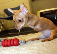 Chihuahua puppies born without front legs, Methuen, Massachusetts, America - 15 Mar 2011