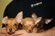 Chihuahua puppies born without front legs, Methuen, Massachusetts, America - 15 Mar 2011