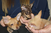 Chihuahua puppies born without front legs, Methuen, Massachusetts, America - 15 Mar 2011