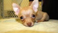 Chihuahua puppies born without front legs, Methuen, Massachusetts, America - 15 Mar 2011