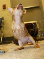 Chihuahua puppies born without front legs, Methuen, Massachusetts, America - 15 Mar 2011
