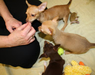 Chihuahua puppies born without front legs, Methuen, Massachusetts, America - 15 Mar 2011