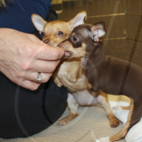 Chihuahua puppies born without front legs, Methuen, Massachusetts, America - 15 Mar 2011