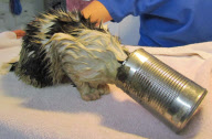 Stray kitten gets head stuck in soup can, Louisville, America - 23 Mar 2011