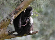 32-year-old Lar Gibbon surprises keepers by giving birth at the Safari Zoological Centre, Tel Aviv, Israel - 15 Mar 2011