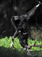 32-year-old Lar Gibbon surprises keepers by giving birth at the Safari Zoological Centre, Tel Aviv, Israel - 15 Mar 2011