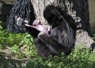 32-year-old Lar Gibbon surprises keepers by giving birth at the Safari Zoological Centre, Tel Aviv, Israel - 15 Mar 2011