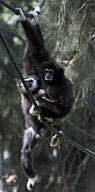 32-year-old Lar Gibbon surprises keepers by giving birth at the Safari Zoological Centre, Tel Aviv, Israel - 15 Mar 2011