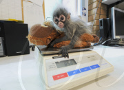 Abandoned baby spider monkey is introduced to her grandmother, Melbourne Zoo, Australia - 26 Mar 2011