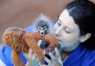 Abandoned baby spider monkey is introduced to her grandmother, Melbourne Zoo, Australia - 26 Mar 2011