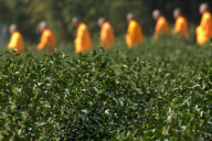 CHINA-HANGZHOU-BUDDHISM-TEA-PICKING (CN)