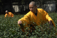 CHINA-HANGZHOU-BUDDHISM-TEA-PICKING (CN)