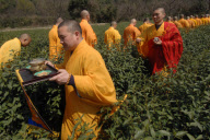 CHINA-HANGZHOU-BUDDHISM-TEA-PICKING (CN)