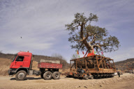 CHINA-SHAANXI-HUANGLING-OLD CYPRESS-TRANSPLANT (CN)