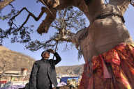 CHINA-SHAANXI-HUANGLING-OLD CYPRESS-TRANSPLANT (CN)