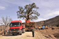 CHINA-SHAANXI-HUANGLING-OLD CYPRESS-TRANSPLANT (CN)