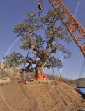 CHINA-SHAANXI-HUANGLING-OLD CYPRESS-TRANSPLANT (CN)