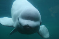 Curious beluga whale presses face against side of tank at the Mystic Aquarium, Connecticut, America - 26 Feb 2011