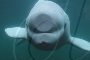 Curious beluga whale presses face against side of tank at the Mystic Aquarium, Connecticut, America - 26 Feb 2011