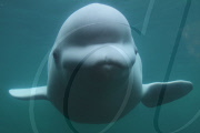 Curious beluga whale presses face against side of tank at the Mystic Aquarium, Connecticut, America - 26 Feb 2011