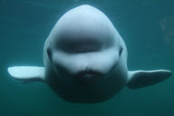 Curious beluga whale presses face against side of tank at the Mystic Aquarium, Connecticut, America - 26 Feb 2011