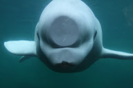 Curious beluga whale presses face against side of tank at the Mystic Aquarium, Connecticut, America - 26 Feb 2011