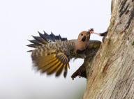 European starlings try to steal nest from a pair of northern flickers, Wakodahatchee Wetlands, Florida, America - 27 Mar 2011