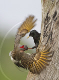 European starlings try to steal nest from a pair of northern flickers, Wakodahatchee Wetlands, Florida, America - 27 Mar 2011