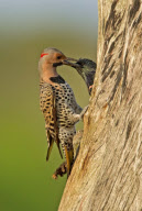 European starlings try to steal nest from a pair of northern flickers, Wakodahatchee Wetlands, Florida, America - 27 Mar 2011