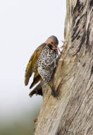 European starlings try to steal nest from a pair of northern flickers, Wakodahatchee Wetlands, Florida, America - 27 Mar 2011