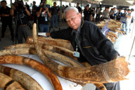 THAILAND-IVORIES-CONFISCATION