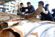 THAILAND-IVORIES-CONFISCATION