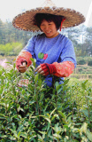 #CHINA-ZHEJIANG-LISHUI-TEA-HARVEST (CN)