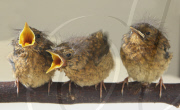 Baby robins hatched at Devon Wildlife Hospital, Newton Abbot, Britain - 30 March 2011