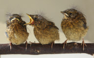 Baby robins hatched at Devon Wildlife Hospital, Newton Abbot, Britain - 30 March 2011
