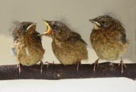 Baby robins hatched at Devon Wildlife Hospital, Newton Abbot, Britain - 30 March 2011