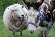 Dotty the donkey given bravery award for saving Stanley the sheep from a dog attack, Scarborough, North Yorkshire, Britain - 05 Apr 2011